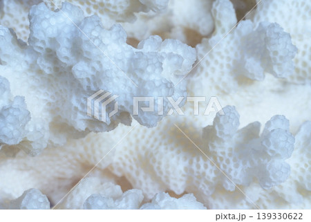 Light coral close up 139330622