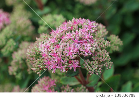 Pink ice plant flowers in close up Pink ice plant flowers in close up 139330789