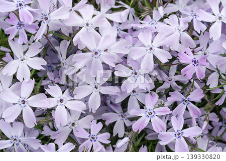 Light pink phlox subulata flowers 139330820