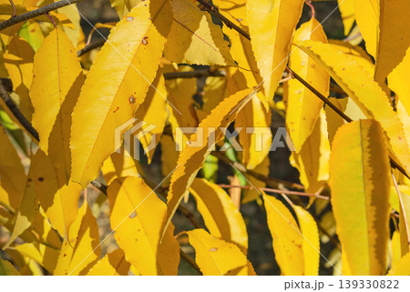 Light yellow autumn foliage in the sunlight Light yellow autumn foliage in the sunlight 139330822