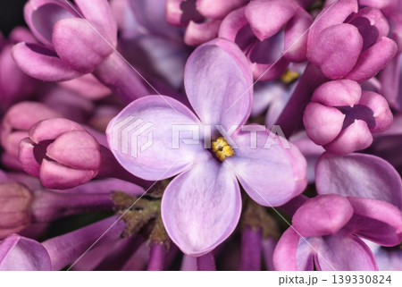 Lilac flowers close up 139330824