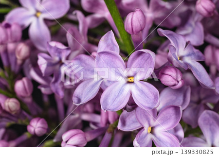 Lilac inflorescence background Lilac inflorescence background 139330825