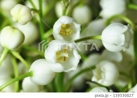 Lily of the valley close-up 139330827