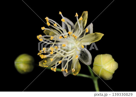 Linden flower close up 139330829