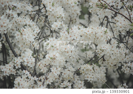 Beautiful white spring blossom of Prunus cerasifera tree against soft sky light for serene background Beautiful white spring blossom of Prunus cerasifera tree against soft sky light for serene background 139330901