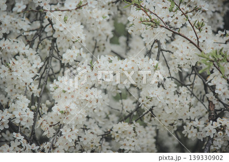 Beautiful white spring blossom of Prunus cerasifera tree against soft sky light for serene background Beautiful white spring blossom of Prunus cerasifera tree against soft sky light for serene background 139330902