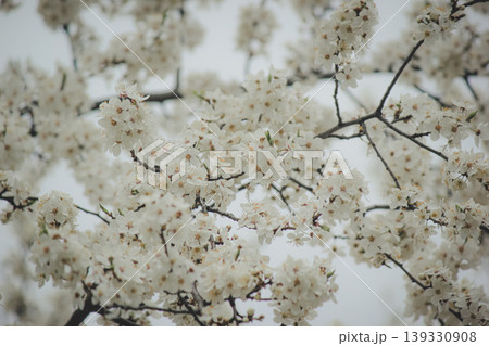 Beautiful white spring blossom of Prunus cerasifera tree against soft sky light for serene background Beautiful white spring blossom of Prunus cerasifera tree against soft sky light for serene background 139330908