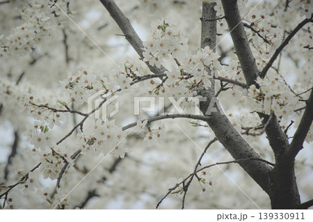 Beautiful white spring blossom of Prunus cerasifera tree against soft sky light for serene background Beautiful white spring blossom of Prunus cerasifera tree against soft sky light for serene background 139330911