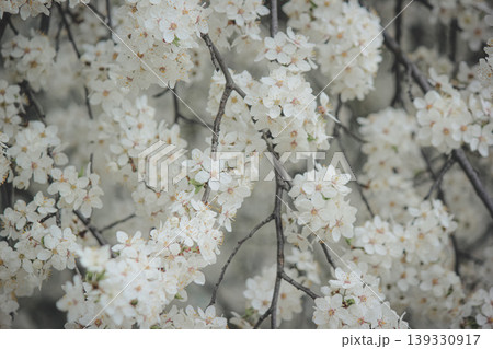 Beautiful white spring blossom of Prunus cerasifera tree against soft sky light for serene background Beautiful white spring blossom of Prunus cerasifera tree against soft sky light for serene background 139330917
