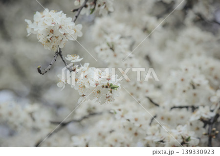 Beautiful white spring blossom of Prunus cerasifera tree against soft sky light for serene background Beautiful white spring blossom of Prunus cerasifera tree against soft sky light for serene background 139330923