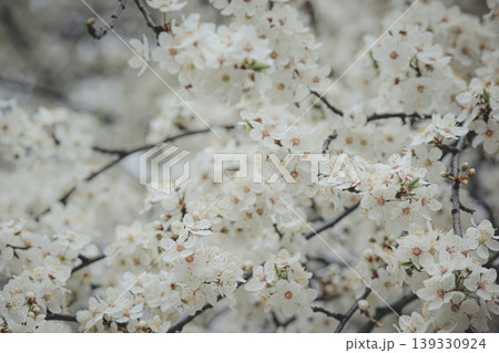 Beautiful white spring blossom of Prunus cerasifera tree against soft sky light for serene background Beautiful white spring blossom of Prunus cerasifera tree against soft sky light for serene background 139330924