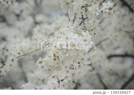 Beautiful white spring blossom of Prunus cerasifera tree against soft sky light for serene background Beautiful white spring blossom of Prunus cerasifera tree against soft sky light for serene background 139330927