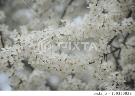 Beautiful white spring blossom of Prunus cerasifera tree against soft sky light for serene background Beautiful white spring blossom of Prunus cerasifera tree against soft sky light for serene background 139330928