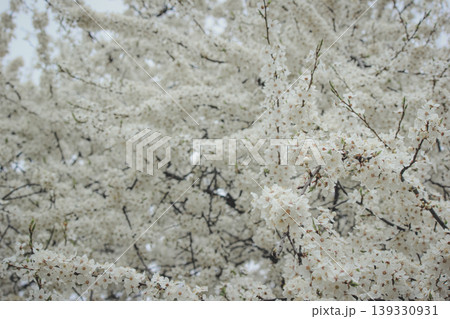 Beautiful white spring blossom of Prunus cerasifera tree against soft sky light for serene background Beautiful white spring blossom of Prunus cerasifera tree against soft sky light for serene background 139330931