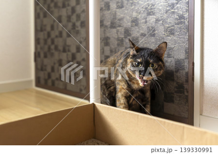 サビ猫 139330991