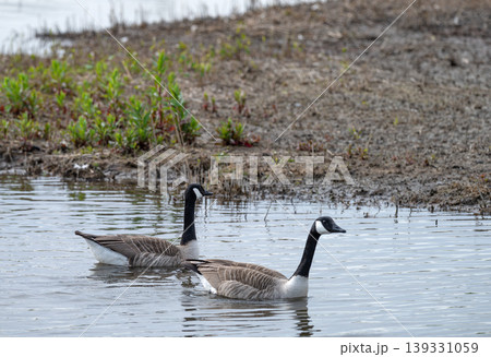 Wild Geese Swimming in Wetland Habitat Wild Geese Swimming in Wetland Habitat 139331059
