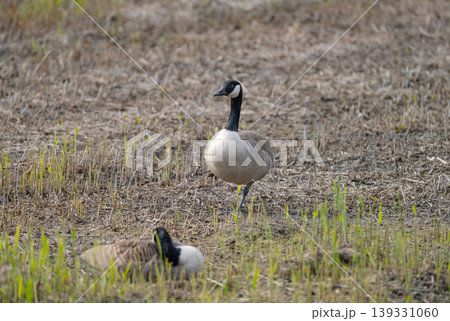 Wild Geese Swimming in Wetland Habitat Wild Geese Swimming in Wetland Habitat 139331060