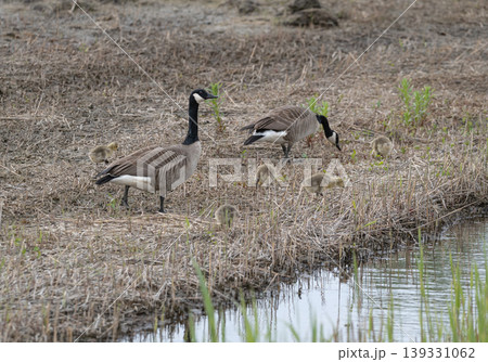 Canadese ganzen voeden zich met gras Canadese ganzen voeden zich met gras 139331062