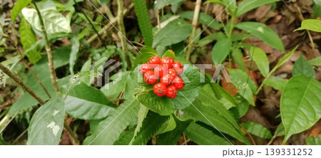 Glossy red wild fruit among green leaves Glossy red wild fruit among green leaves 139331252