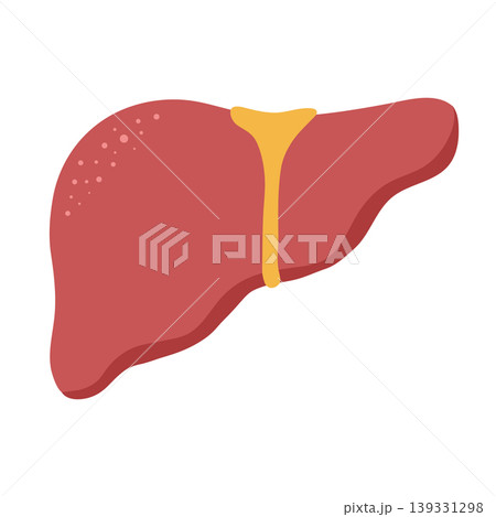 Vector graphic of human liver Vector graphic of human liver 139331298