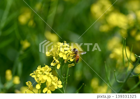 ミツバチ×菜の花 ミツバチ×菜の花 139331325