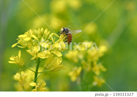 ミツバチ×菜の花 ミツバチ×菜の花 139331327