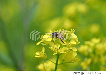 ミツバチ×菜の花 ミツバチ×菜の花 139331328