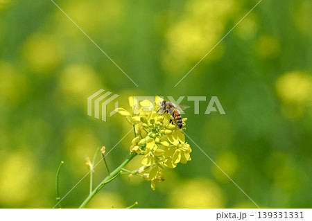 ミツバチ×菜の花 139331331