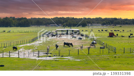 Cattle grazing on farmland pasture. Production of organic dairy products. Milk cows feeding on commercial farm grassland 139331398