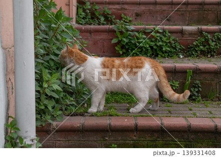 Orange and white cat walks along brick steps near green plants and sniffs leaves in outdoor setting with natural textures and soft daylight. Pet behavior, animal care, urban wildlife, nature detail 139331408