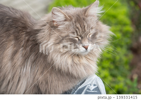 Close up of fluffy gray cat resting outdoors with soft fur, closed eyes against green background. Pet content, animal portrait, lifestyle imagery, relaxation theme, outdoor scene 139331415