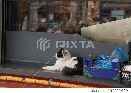 Black and white cat resting on shop window ledge with urban street reflections and objects nearby. Urban animal scene, pet behavior, city environment, outdoor, lifestyle content Black and white cat resting on shop window ledge with urban street reflections and objects nearby. Urban animal scene, pet behavior, city environment, outdoor, lifestyle content 139331439
