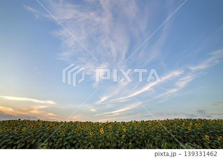 Blooming bright yellow ripe sunflowers field. Agriculture, oil production, beauty of nature concept. Blooming bright yellow ripe sunflowers field. Agriculture, oil production, beauty of nature concept. 139331462