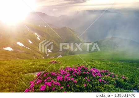Beautiful view of pink rhododendron rue flowers blooming on mountain slope with foggy hills with green grass and Carpathian mountains in distance with dramatic clouds sky. Beauty of nature concept. 139331470