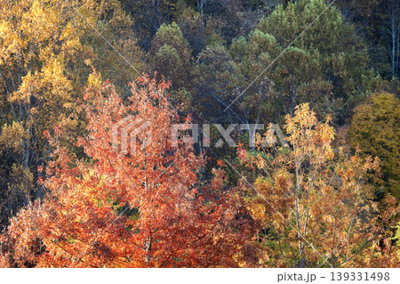 Autumn forest leaves landscape on autumnal background. Colorful foliage in the park Autumn forest leaves landscape on autumnal background. Colorful foliage in the park 139331498