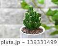 サボテン　セレウス 139331499