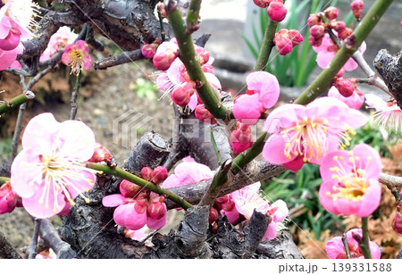 紅梅の花と蕾が彩る枝のクローズアップ 春の訪れ 139331588