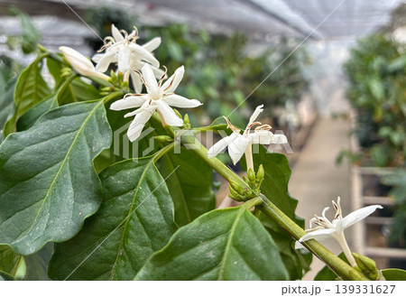 温室で咲くコーヒーの花(農業・栽培・教育素材) 温室で咲くコーヒーの花(農業・栽培・教育素材) 139331627