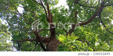 A shady green tree canopy with sunlight 139331645