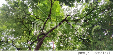 A shady green tree canopy with sunlight 139331651