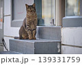 Yawning Tabby Cat Sitting on Metal Steps in Urban Environment 139331759