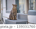 Yawning Tabby Cat Sitting on Metal Steps in Urban Environment 139331760