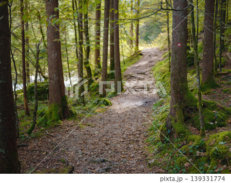 Europe summer travel to Slovenian Alps, Izvir Kamniske Bistrice walk or hike in forest near mountains river Europe summer travel to Slovenian Alps, Izvir Kamniske Bistrice walk or hike in forest near mountains river 139331774