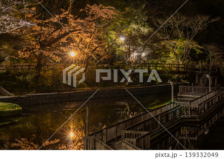 浜松市の奥山公園のライトアップされた桜の風景(静岡県) 浜松市の奥山公園のライトアップされた桜の風景(静岡県) 139332049