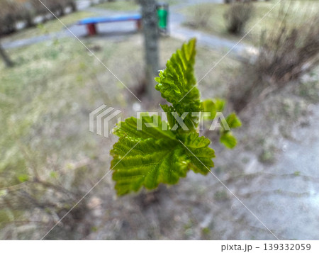 Fresh green spring leaves blooming on a tree branch against a blurred city park backdrop, close-up of new growth in nature Fresh green spring leaves blooming on a tree branch against a blurred city park backdrop, close-up of new growth in nature 139332059