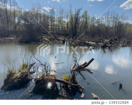 Wetland river with flooded trees, fallen branches and wild duck in Belarus, calm marsh landscape under blue sky Wetland river with flooded trees, fallen branches and wild duck in Belarus, calm marsh landscape under blue sky 139332084