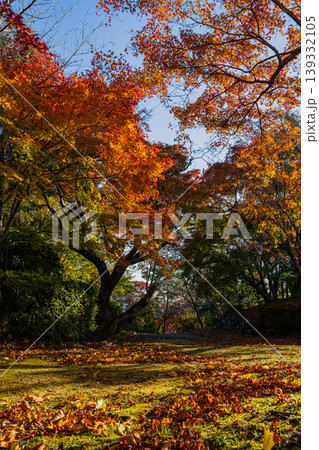浜松市の鳥羽山公園の紅葉の風景(静岡県) 浜松市の鳥羽山公園の紅葉の風景(静岡県) 139332105