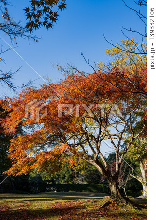 浜松市の鳥羽山公園の紅葉の風景(静岡県) 浜松市の鳥羽山公園の紅葉の風景(静岡県) 139332106