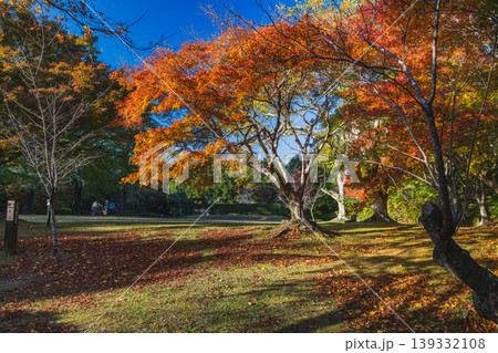 浜松市の鳥羽山公園の紅葉の風景(静岡県) 浜松市の鳥羽山公園の紅葉の風景(静岡県) 139332108