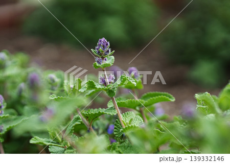 Catnip in bloom: Nepeta Racemosa. Close-up. Catnip in bloom: Nepeta Racemosa. Close-up. 139332146